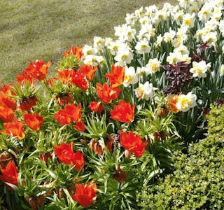 Springtime Blooms In Belgium's gallery image