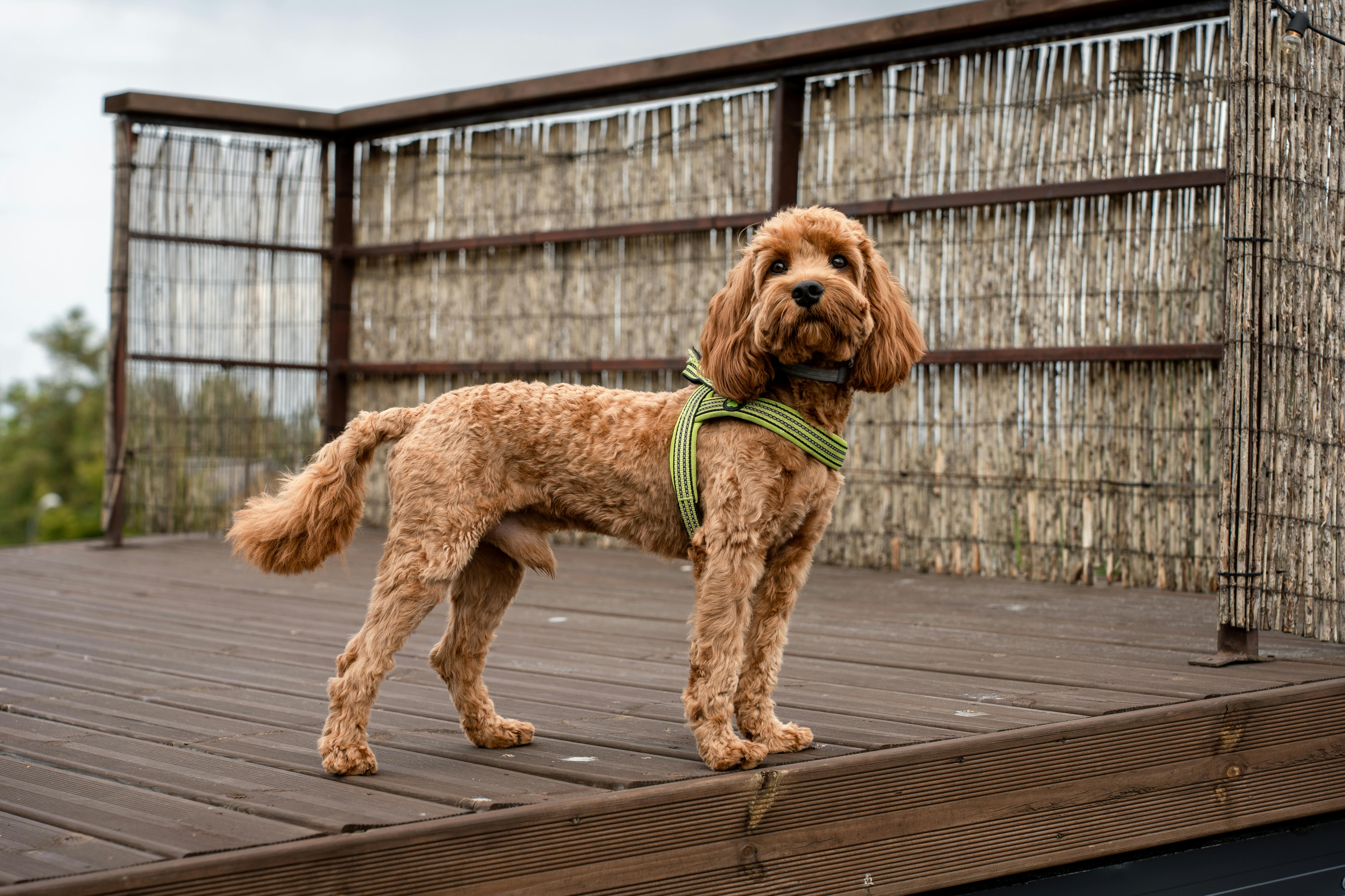 cavapoo red on deck