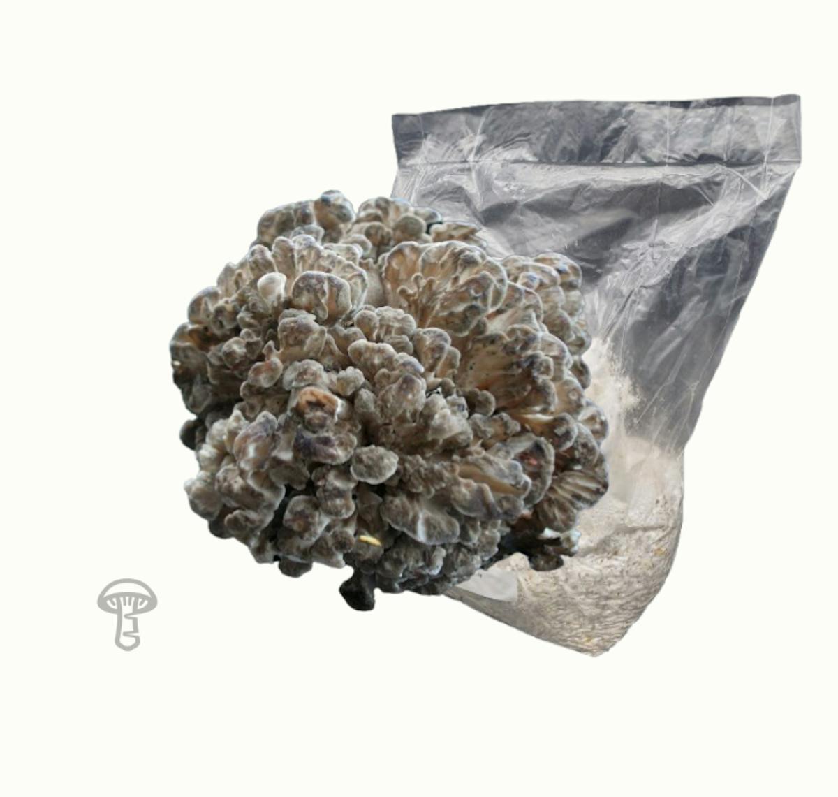 Hen of the Woods Grain Spawn