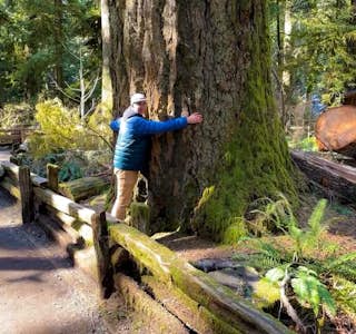 Ancient Forest: Walking Among 800 Year Old Trees's gallery image