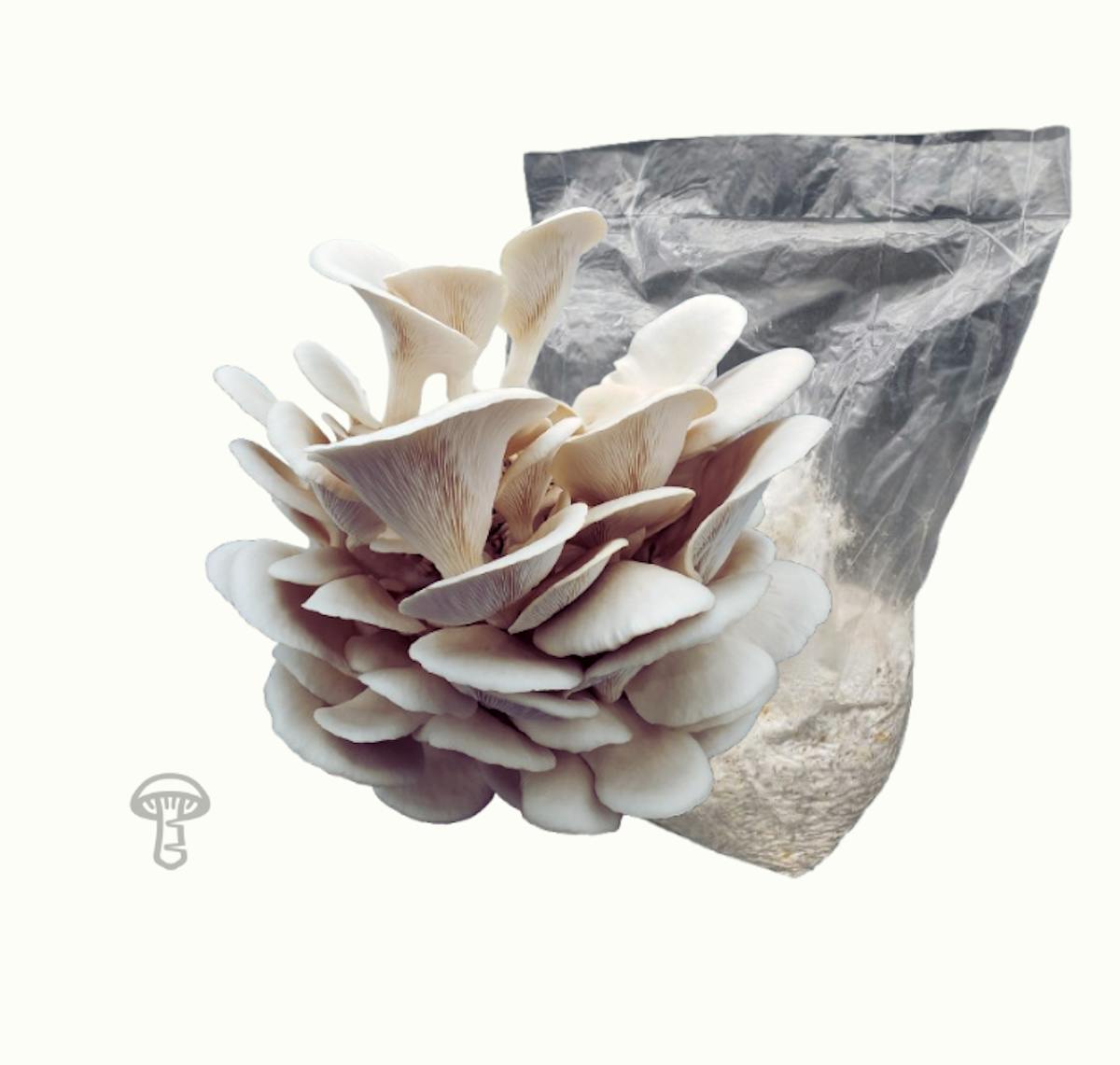 Pearl Oyster Grain Spawn (5 lb)