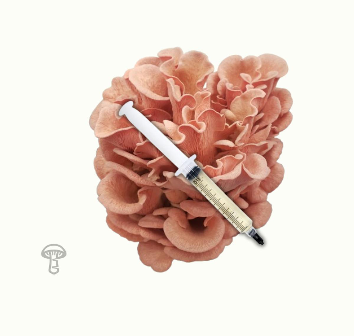 Pink Oyster Mushroom Liquid Culture