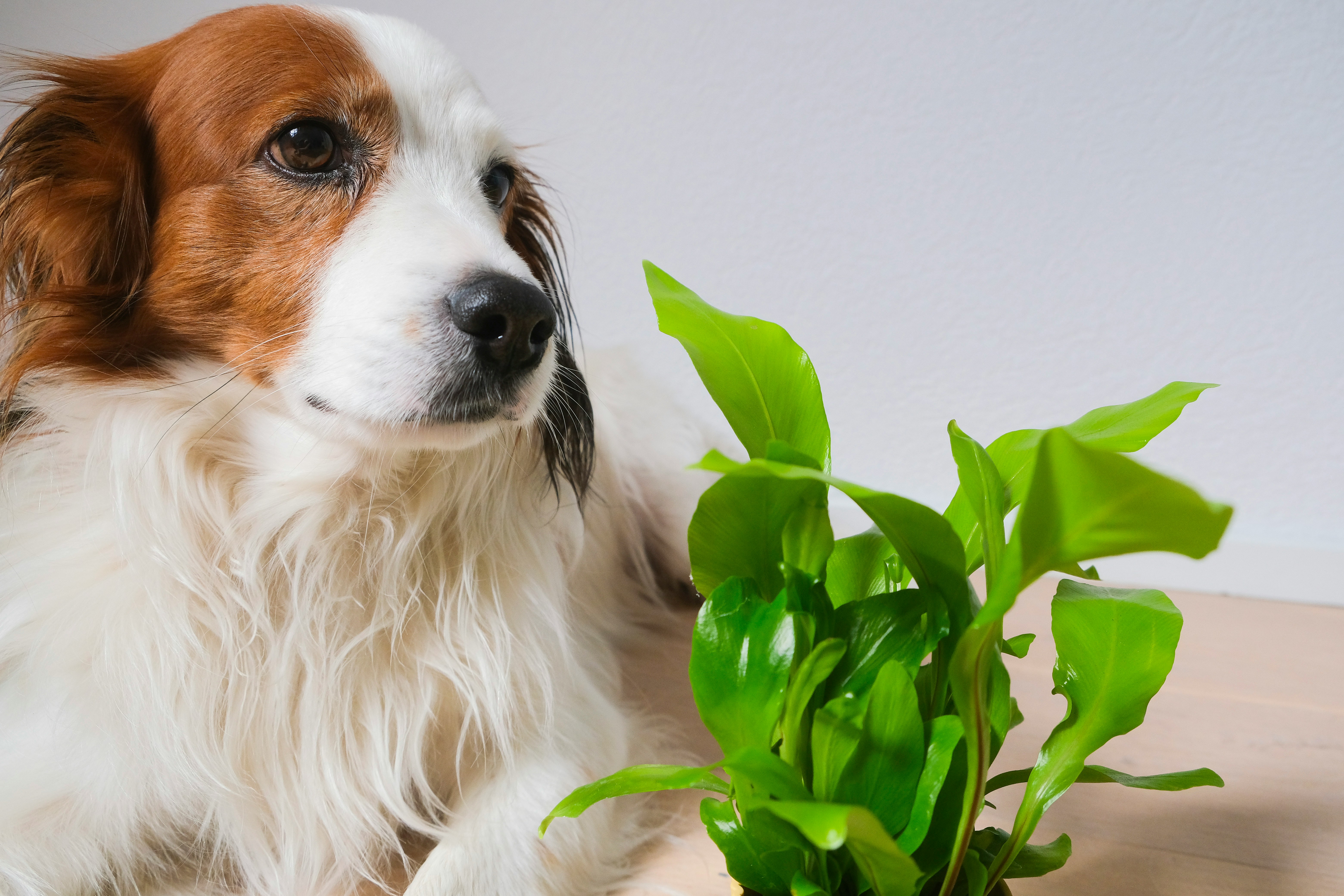 kooikerhondje with plant