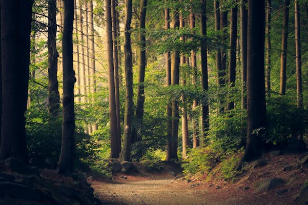 Building a Carbon-Neutral Business in 2025