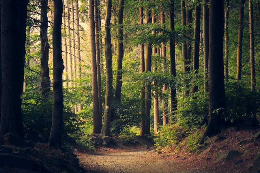 Building a Carbon-Neutral Business in 2025