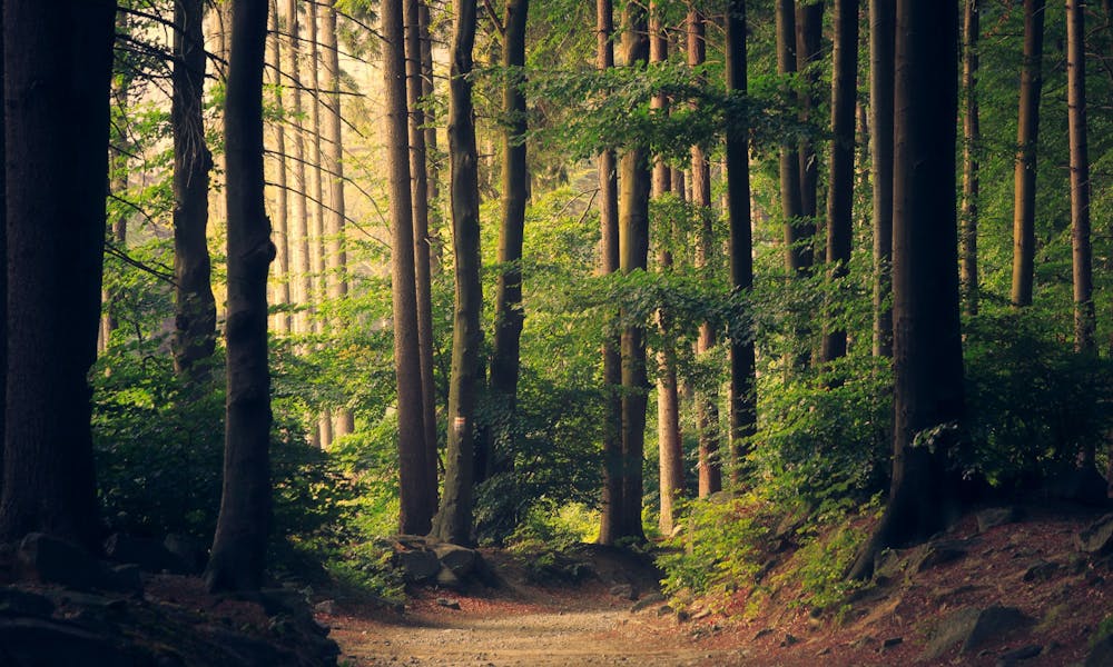Building a Carbon-Neutral Business in 2025