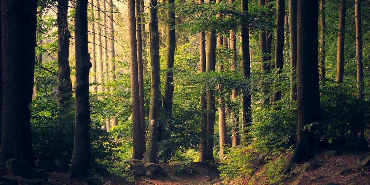 Building a Carbon-Neutral Business in 2025