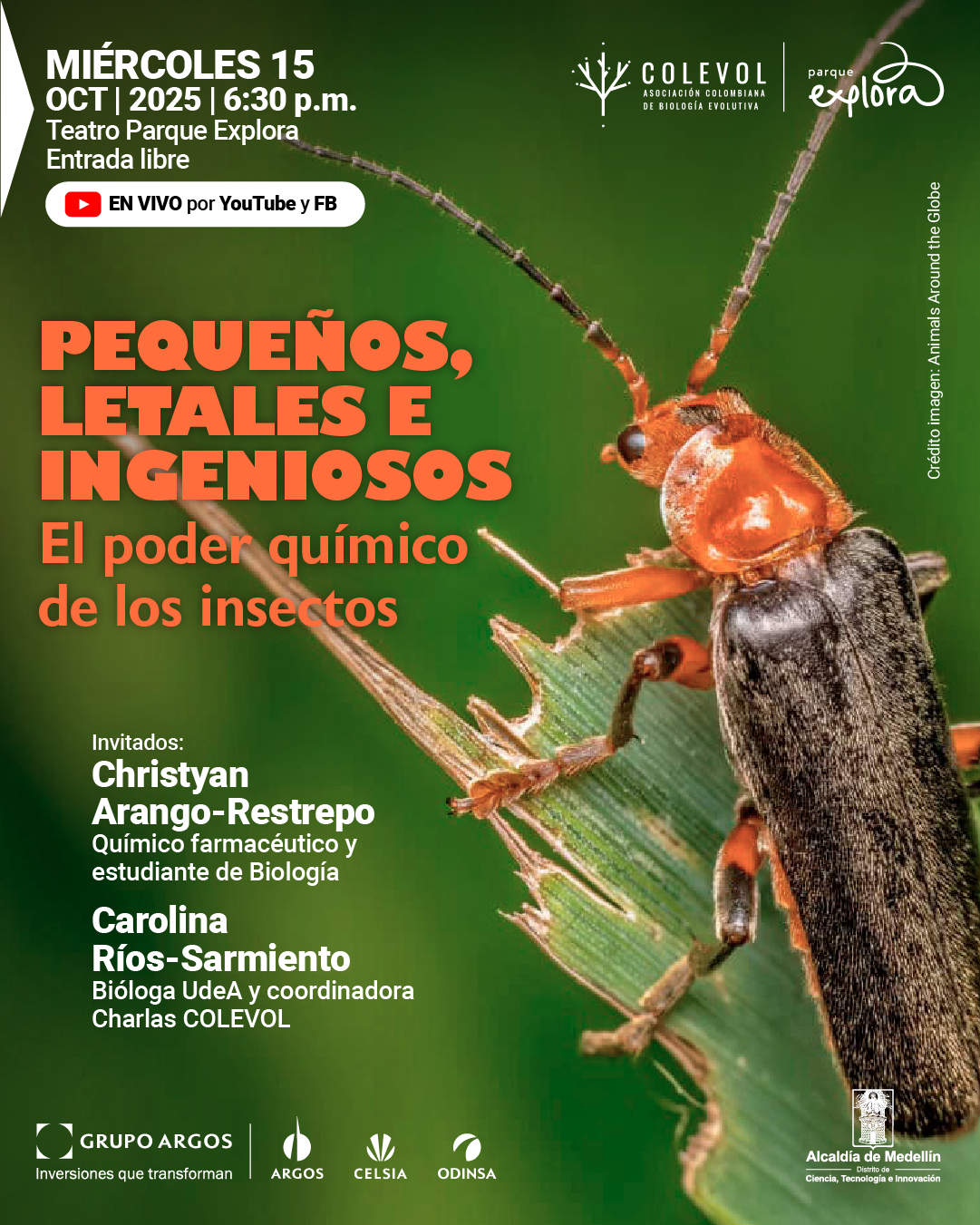 Fotografía de un insecto alargado con cabeza y patas anaranjadas y cuerpo negro, posado sobre una hoja verde mordida. En la parte superior izquierda se lee: "Miércoles quince de octubre de dos mil veinticinco a las seis y treinta de la tarde. Teatro Parque Explora. Entrada libre. En vivo por YouTube y Facebook". En el centro, en letras grandes: "Pequeños, letales e ingeniosos. El poder químico de los insectos". Más abajo: "Invitados: Christyan Arango-Restrepo, químico farmacéutico y estudiante de Biología. Carolina Ríos-Sarmiento, bióloga y coordinadora charlas COLEVOL". En la parte inferior aparecen los nombres de los aliados y patrocinadores del evento.