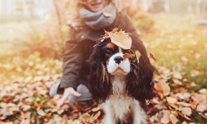 Small girl playing with leaves and her Cavalier King Charles puppy. 