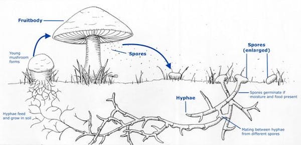 Lifecycle of a Mushroom