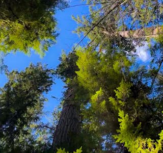 Ancient Forest: Walking Among 800 Year Old Trees's gallery image
