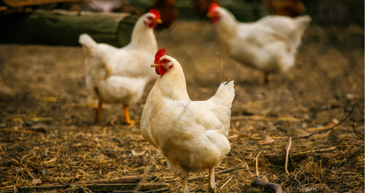 5 Tips for Buying a Chicken Farm for Sale in Alabama Clever Real