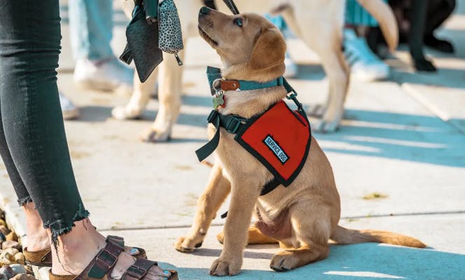 Golden Labrador puppy in training in busy street. 