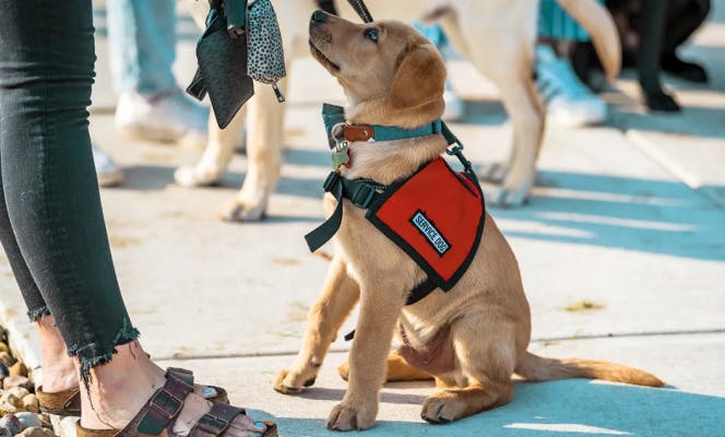 Golden Labrador puppy in training in busy street.