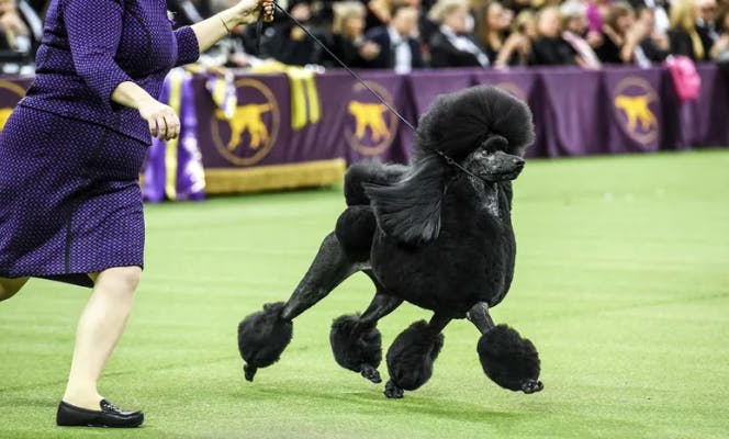 Black poodle in a show dog contest, this dog could be insured due to its value. 