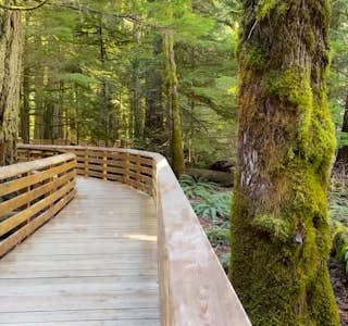 Ancient Forest: Walking Among 800 Year Old Trees's gallery image