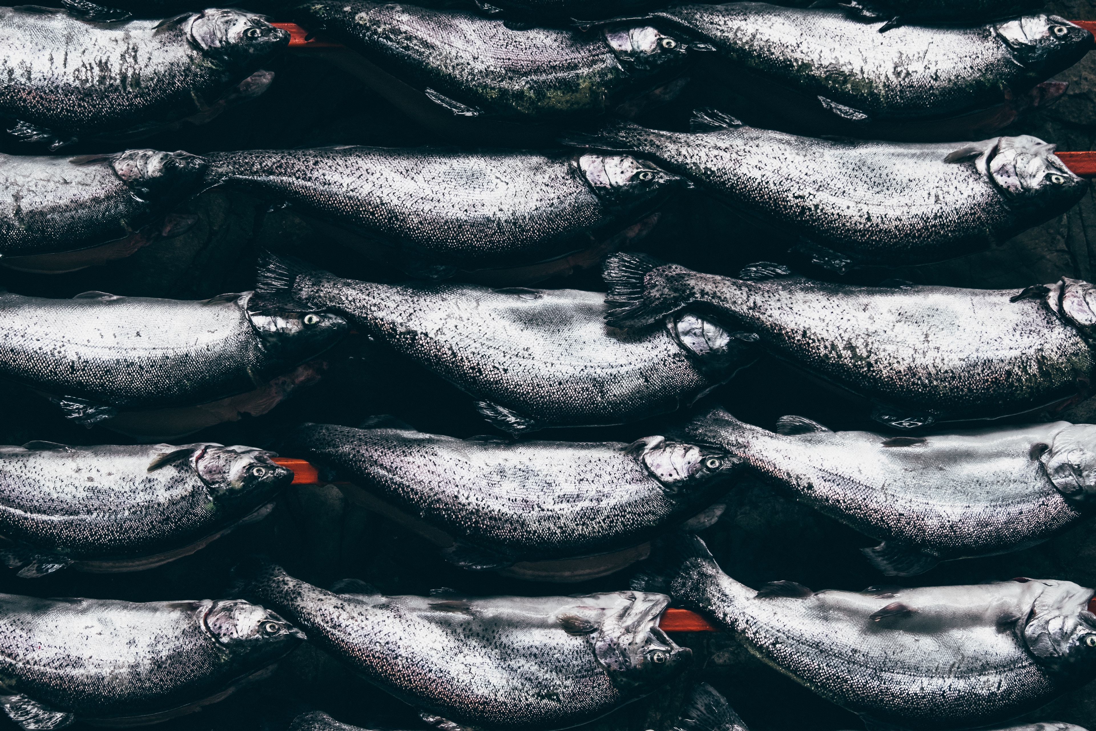 8 Strategies Wholesale Seafood Distributors and Importers Should Use to Weather the Storms of the Seafood Supply Chain