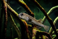 Pez globo (Diodontidae)