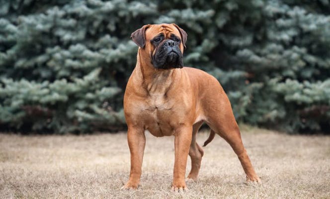 Bullmastiff standing and staring into the distance.