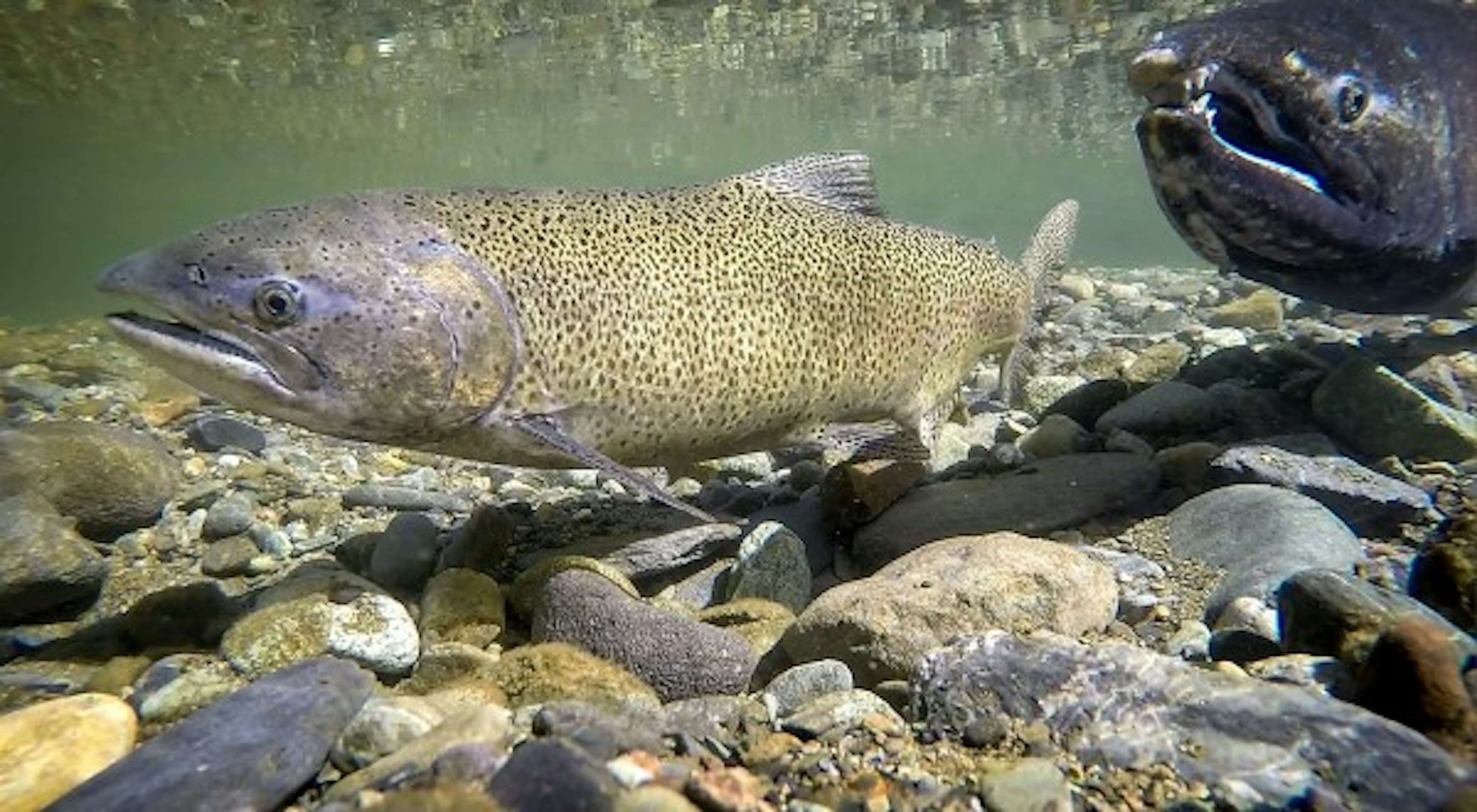 A Spawning Steelhead Salmon