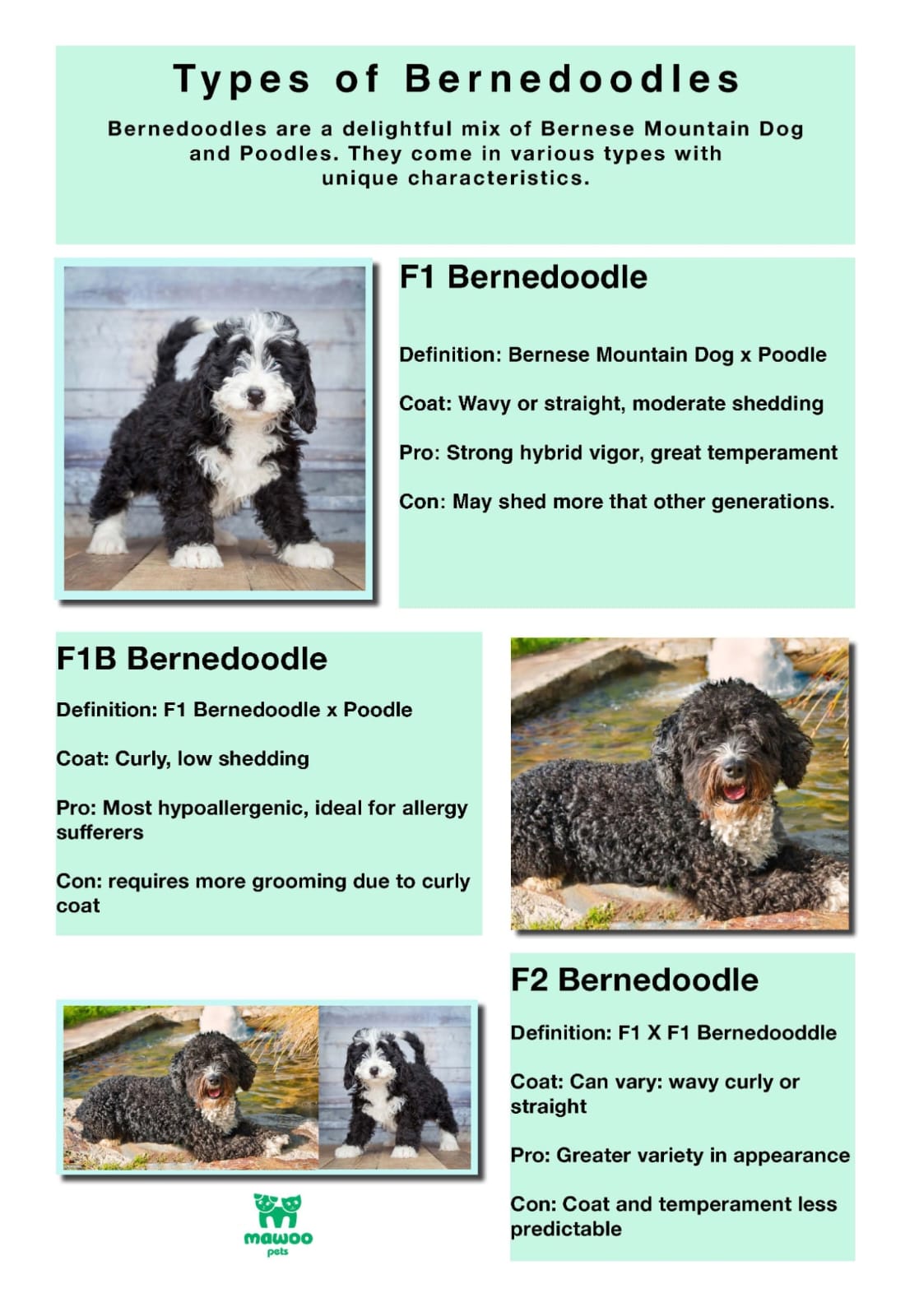 bernedoodle-infographic.jpg