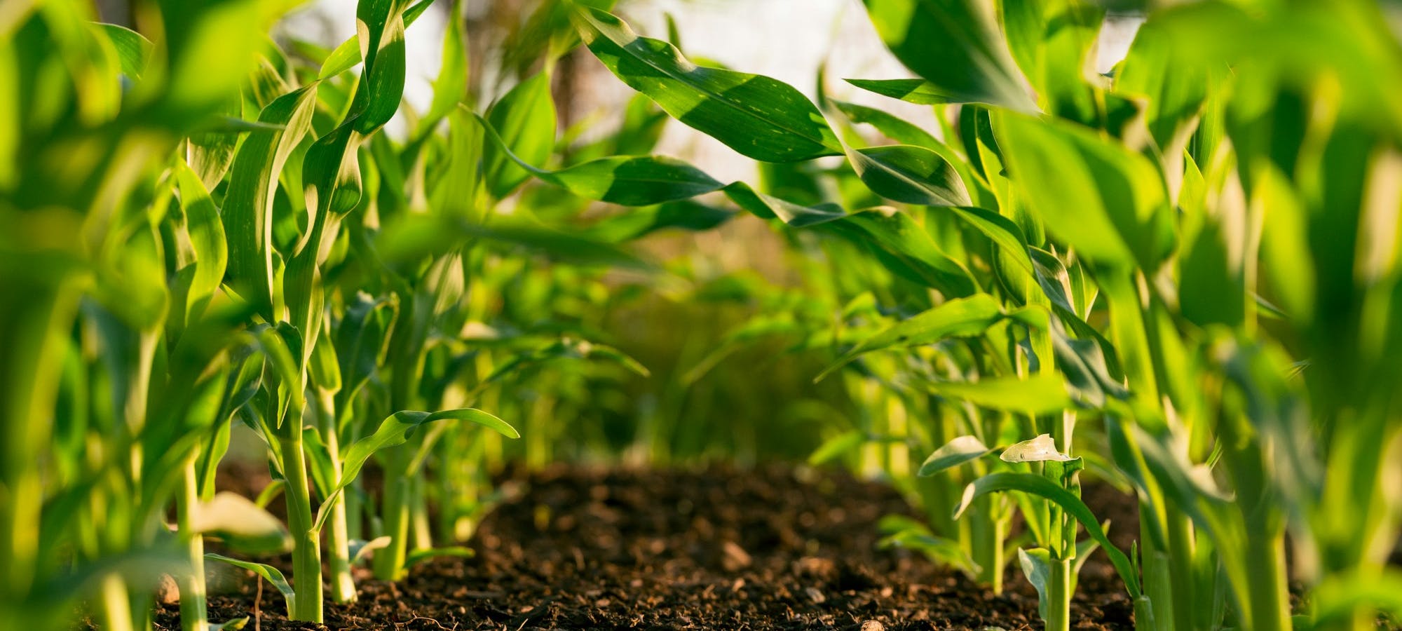 Smart Agriculture