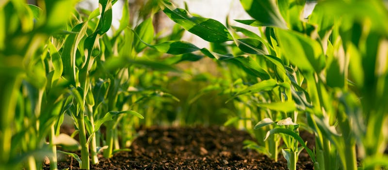 Smart Agriculture