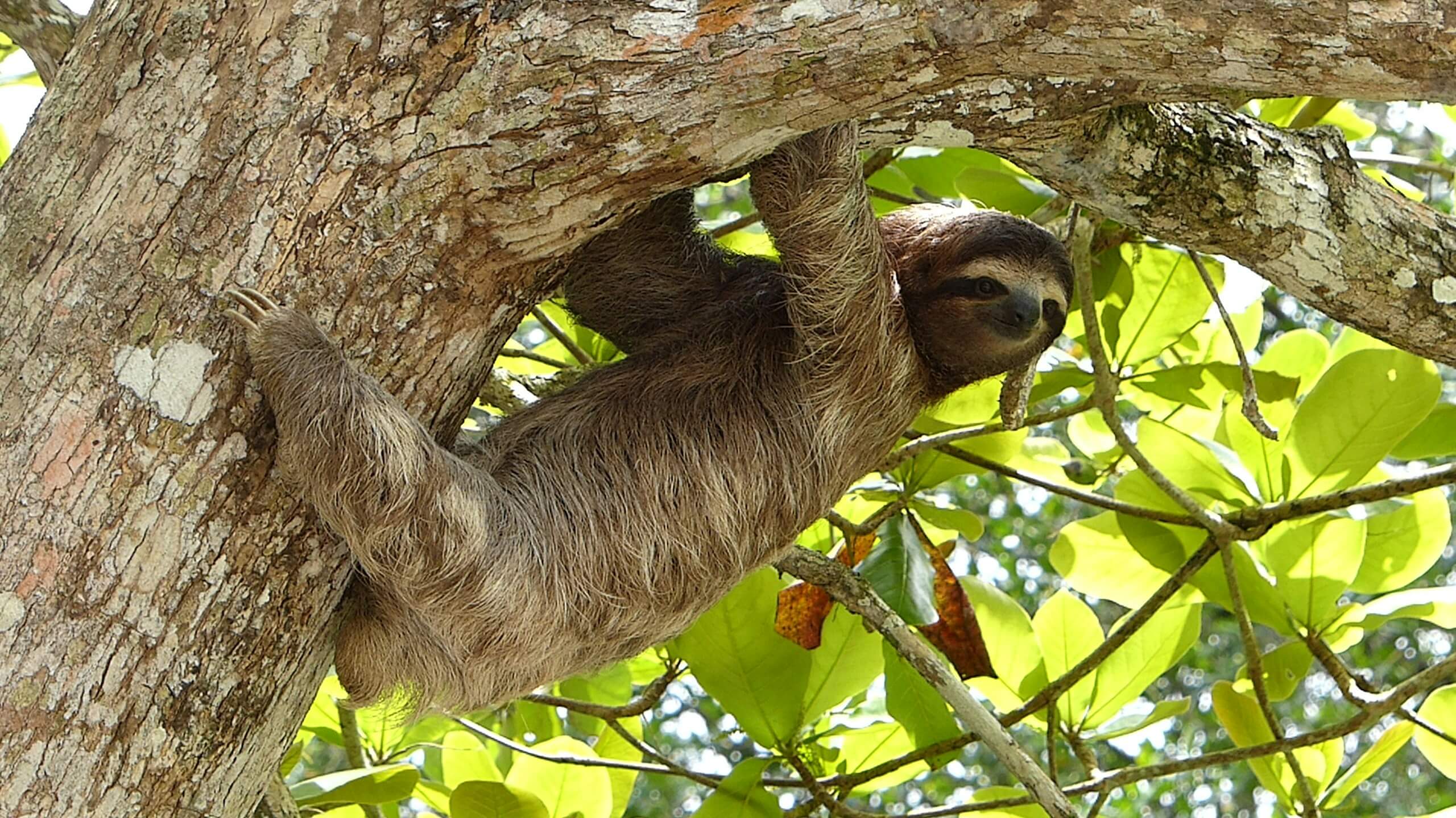 Costa-Rica-Sloth-2025.jpg