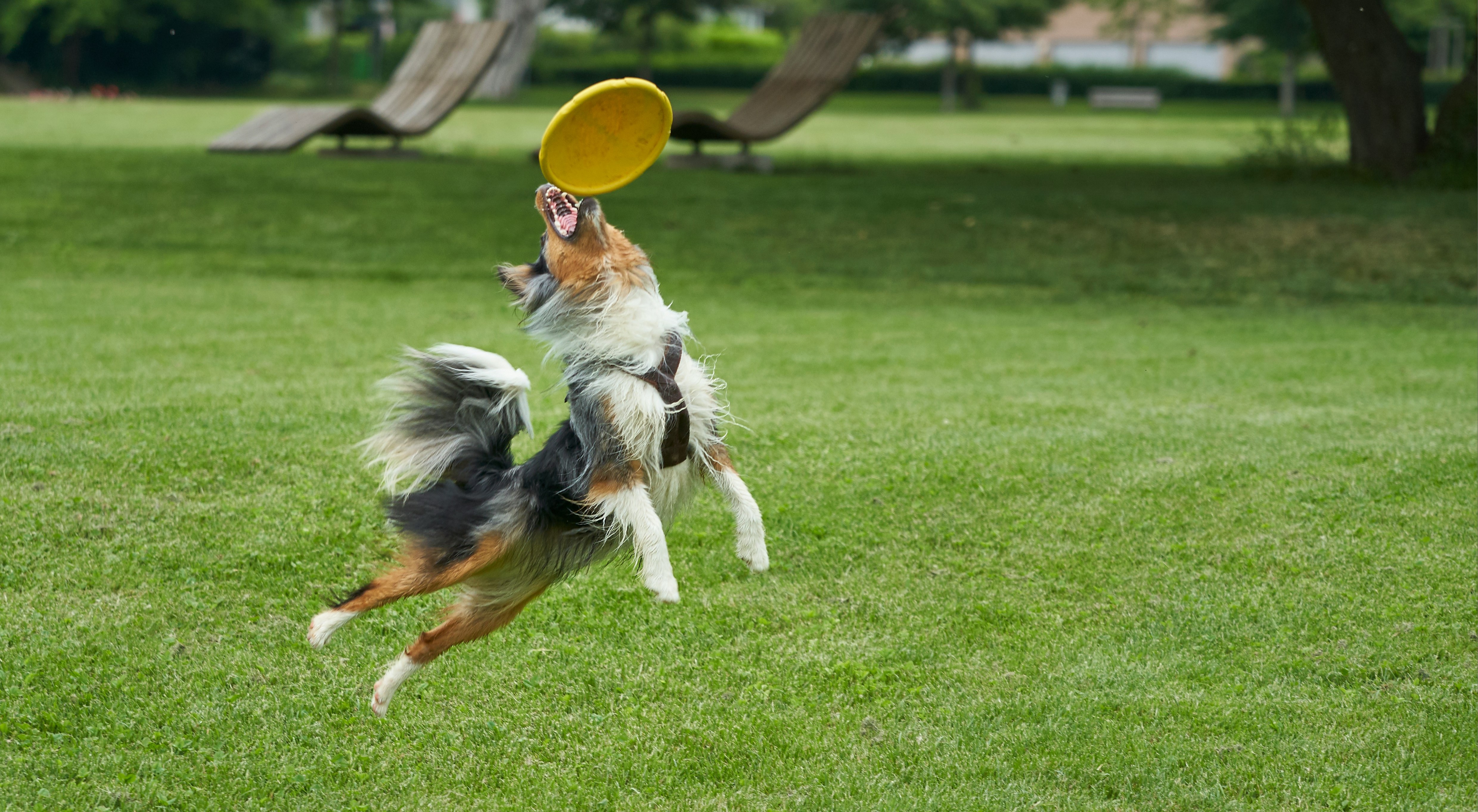 aussie dog jumping to catch a frisbee
