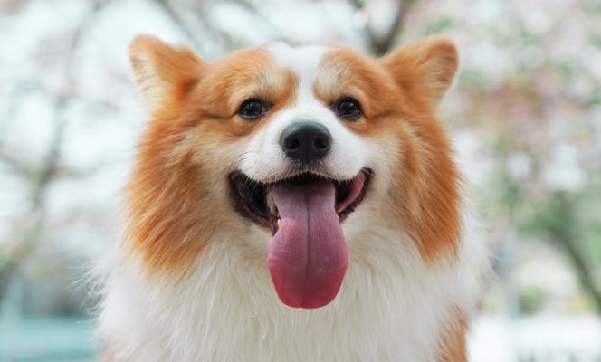 Happy Corgi with its tongue out. 