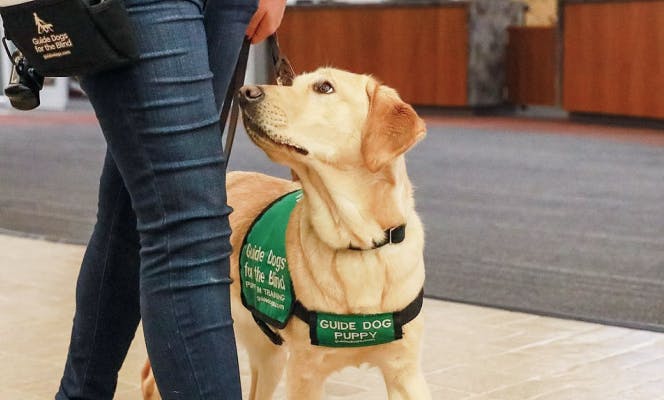 Labrador guide dog in training being trained by a woman. 