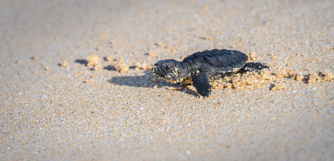 Baby-Olive-Ridley-turtle-in-Costa-Rica---The-Holiday-People.png