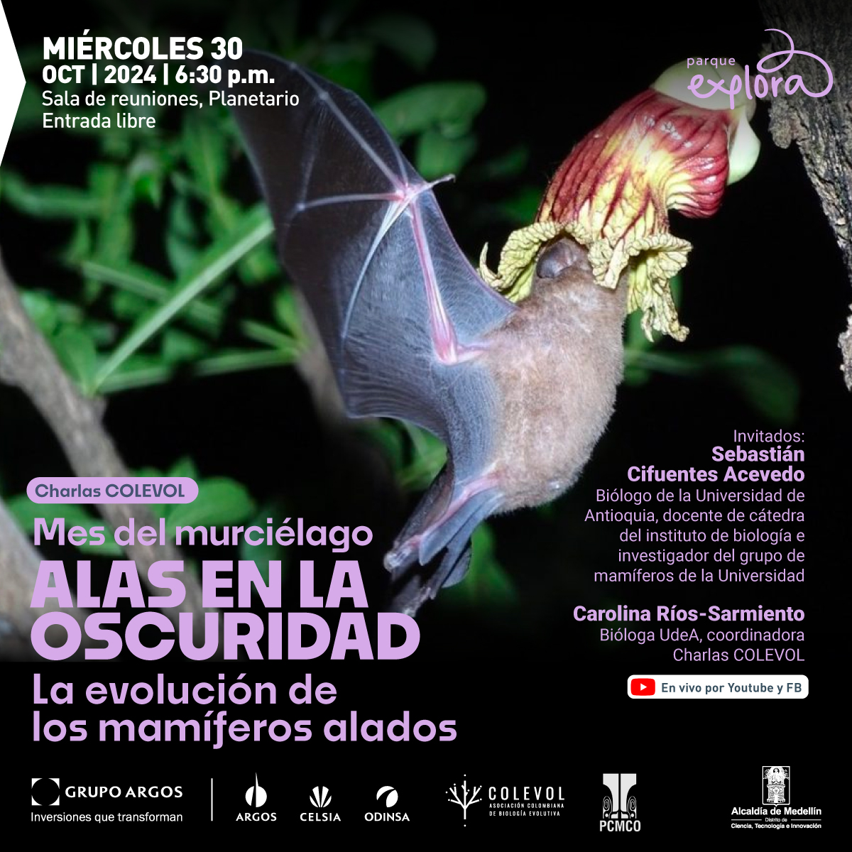 Fotografía. Con un fondo de árboles en la noche, se ve un murciélago en vuelo con la cabeza introducida en los pétalos de una flor amarilla y roja. En la parte izquierda un texto: "Charlas Colevol. Mes del murciélago. Alas en la oscuridad. La evolución de los mamíferos alados. Miércoles 30 de septiembre de 2024,  6 y media de la tarde.  Invitado:  Sebastián Cifuentes Acevedo, biólogo de la Universidad de Antioquia, docente de cátedra del instituto de biología e investigador del grupo de mamíferos de la Universidad.  Carolina Ríos-Sarmiento, bióloga U. de A., coordinadora Charlas Colevol. Sala de reuniones, Planetario de Medellín,  entrada libre.  Transmisión por Youtube y Facebook"