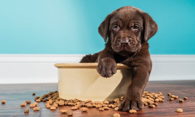 Cute brown Labrador puppy sitting on the food dog bowl. 