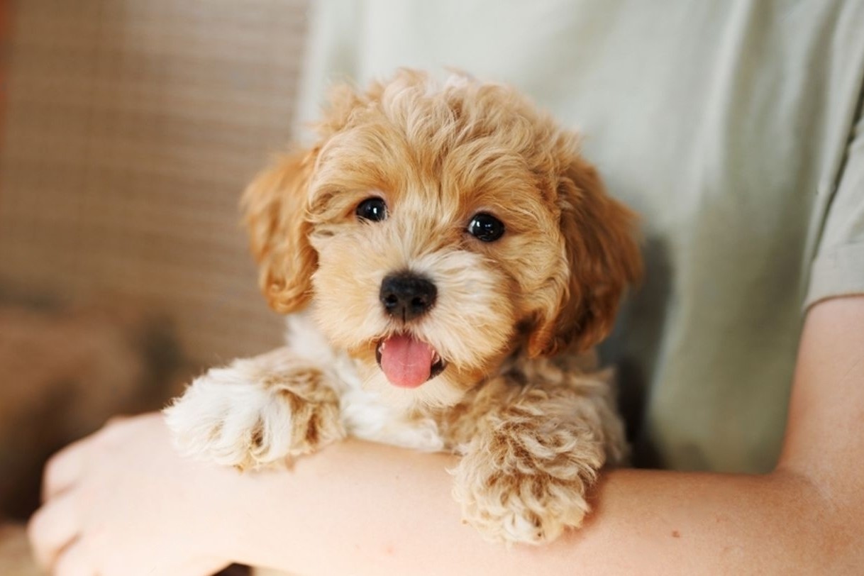 maltipoo-in-hand.jpg