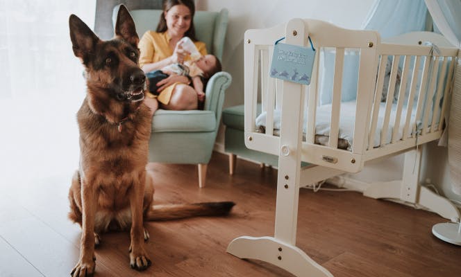 German Shepherd dog guarding mom and baby in the nursery. 